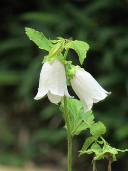 Bellflower a, JPG