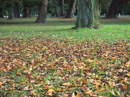 落ち葉の広場 落ち葉,広場,秋の写真素材