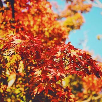 もみじ 紅葉 もみじ 紅葉の写真