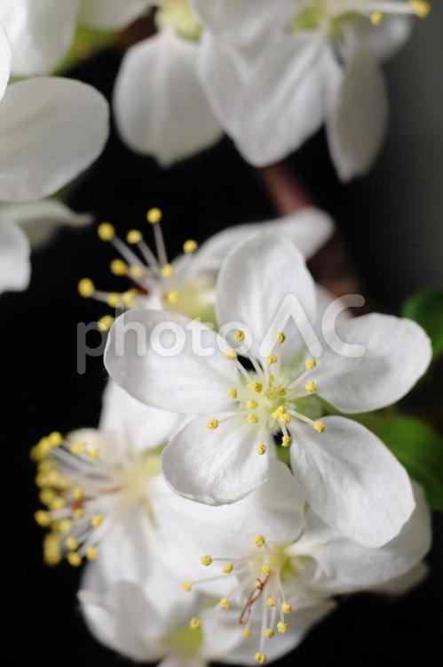 りんごの花咲く夜 花,植物,くだものの写真素材