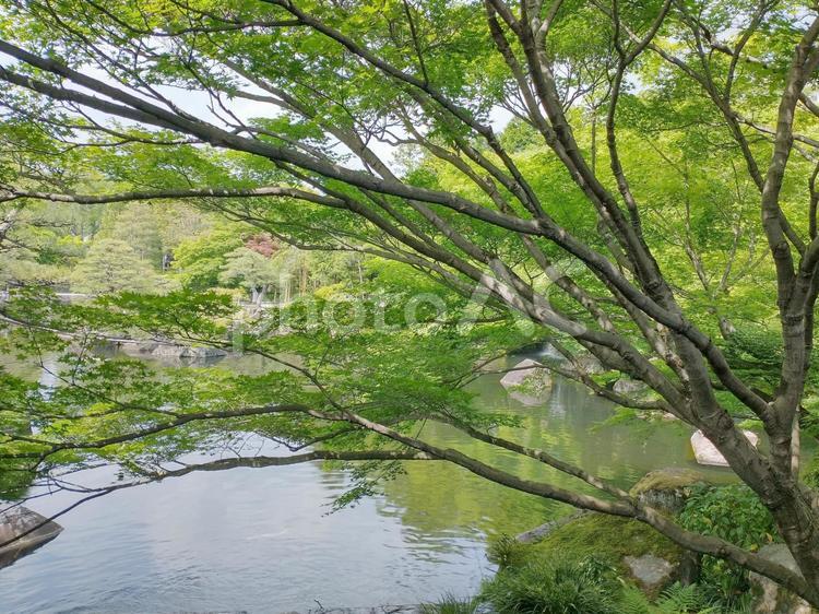 美しい新緑と池の日本庭園 背景素材 背景,新緑,春の写真素材