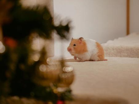 ハムスターのクリスマス クリスマス,メリークリスマス,12月の写真素材