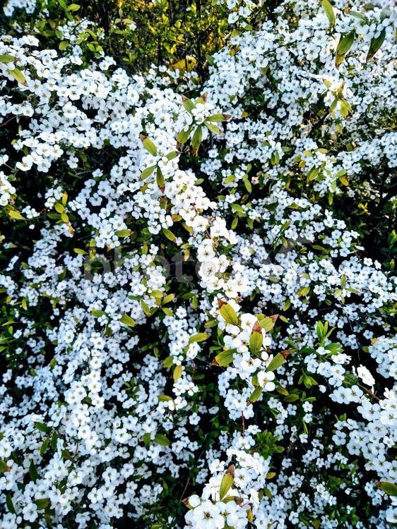 ユキヤナギ　ゆきやなぎ　縦 バックグランド,ブランチ,低木の写真素材
