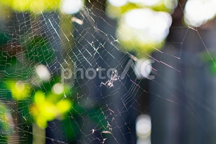 森の中にかかったクモの巣 蜘蛛,クモ,クモの巣の写真素材