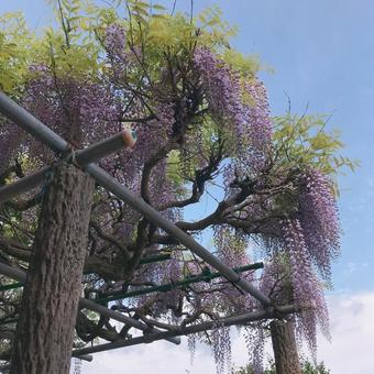 藤の花 藤の花の写真