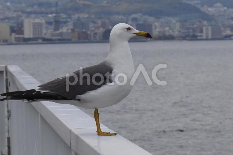 凛々しい眼差しで大分の海を眺めるカモメ カモメ,海,大分の写真素材