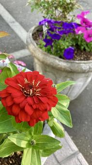 花鉢で人目を引く早朝の赤い百日草 花鉢で人目を引く早朝の赤い百日草 百日草,花,赤色の写真素材