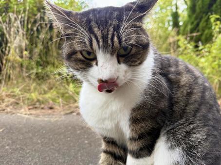 舌を出すキジ白ネコ ネコ,保護猫,猫の写真素材