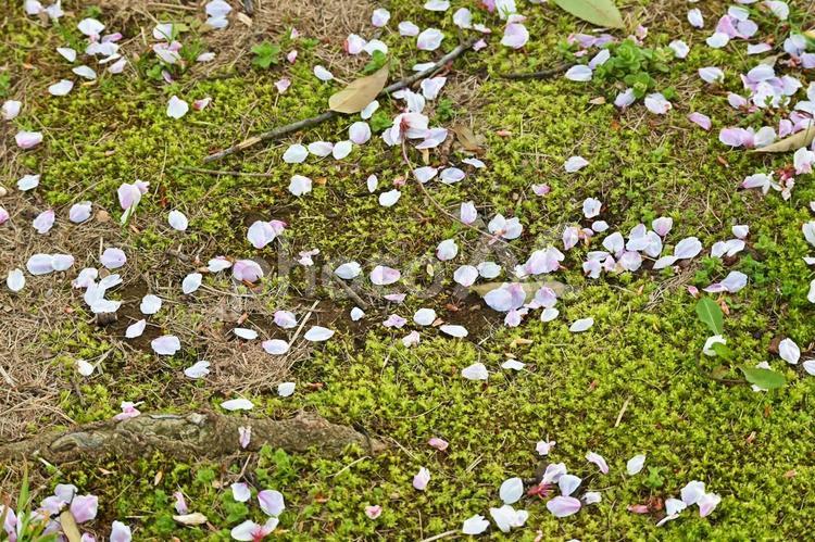 地面に落ちた桜の花びら 桜,花びら,地面の写真素材