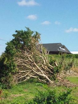 Photo, typhoon claw marks, nature's threat, landscape, 
