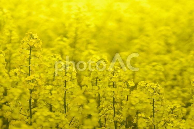 黄色く染まった北国の絶景 菜の花畑,旅行,夏の写真素材