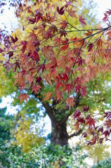 秋の気配・色づく紅葉 秋の気配・色づく紅葉 紅葉,秋,モミジの写真素材