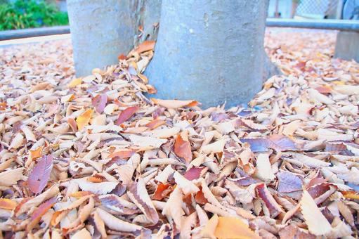 幹の周りに落ち葉 幹の周りに落ち葉の写真