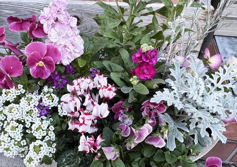 花壇 花壇,花,色とりどりの写真素材