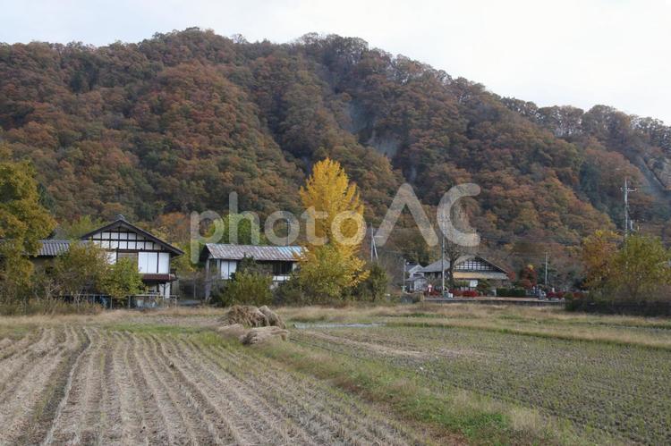 銀杏と家 家,小鹿野,秋の写真素材