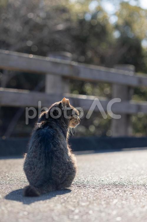 日向ぼっこをする野良猫 猫,野良猫,ねこの写真素材