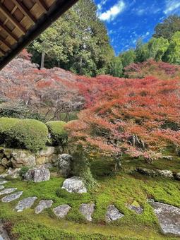 秋の空と紅葉　庭園の写真