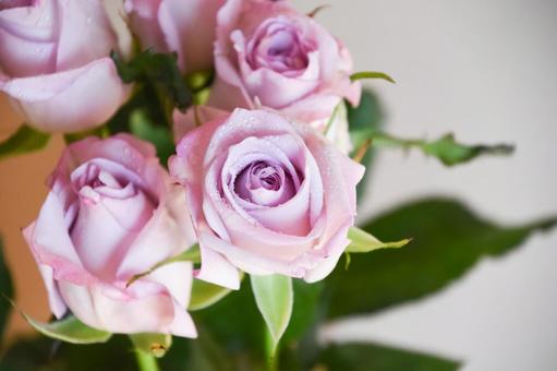 紫のばら 紫,水滴,ばらの写真素材