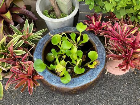 水盆のホテイアオイ 水盆のホテイアオイの写真
