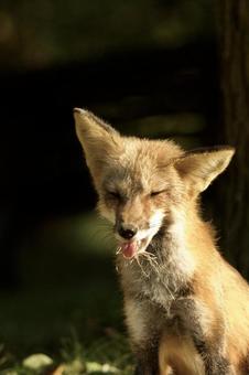 キツネ キツネの写真