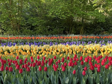 キューケンホフ公園 キューケンホフ公園 キューケンホフ,チューリップ,アムステルダムの写真素材