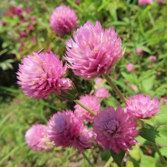 センニチコウ(千日紅) センニチコウ(千日紅) センニチコウ,千日紅,花の写真素材
