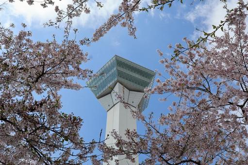 桜の中の五稜郭タワー 函館,五稜郭,函館五稜郭の写真素材