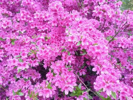 Photo, flower, canada, prince edward island, 
