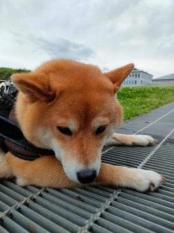 お散歩中に動かなくなった柴犬! お散歩中に動かなくなった柴犬!の写真
