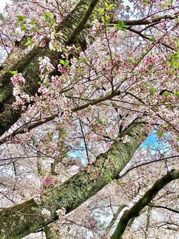 桜の木 桜の木 サクラ,春,自然の写真素材