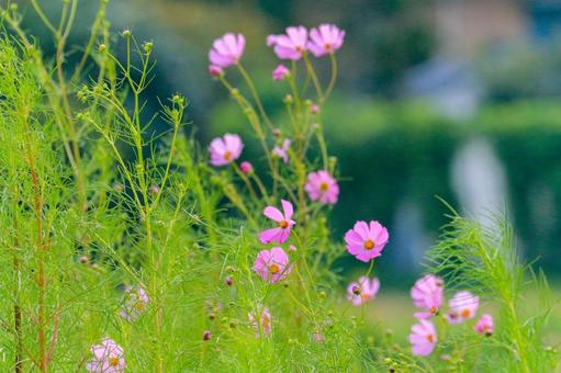 コスモス コスモス コスモス,秋桜,秋の写真素材
