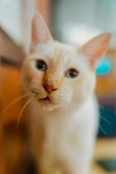 白猫の写真