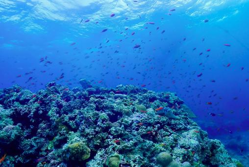 沖縄・西表島 青い海と珊瑚礁 沖縄・西表島 青い海と珊瑚礁 スキューバダイビング,ダイビング,珊瑚礁の写真素材