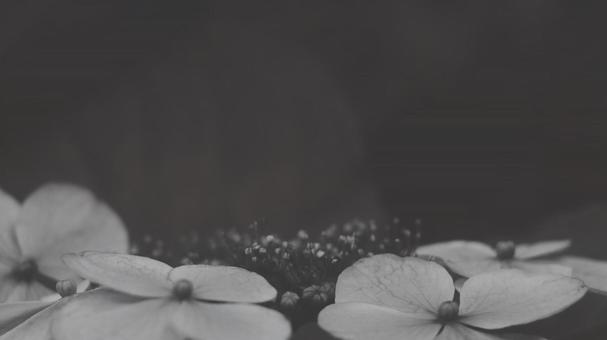 紫陽花 白黒-薄 16:9 白黒,モノクロ,グレースケールの写真素材
