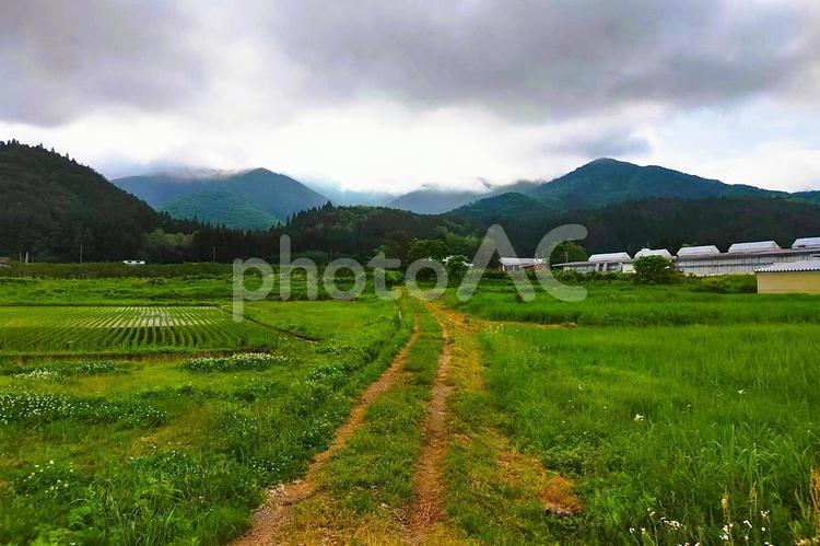 2025年6月の里山39 里山,水田,田んぼの写真素材