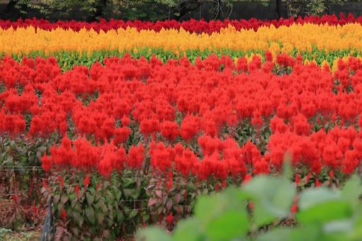 鮮やか 鮮やかの写真
