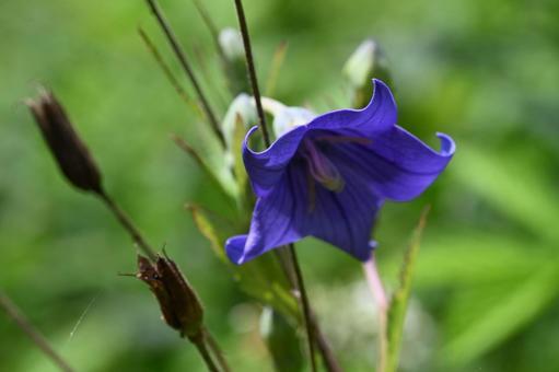 赤城自然園で撮った桔梗の花 赤城自然園で撮った桔梗の花 自然,イメージ,クローズアップの写真素材