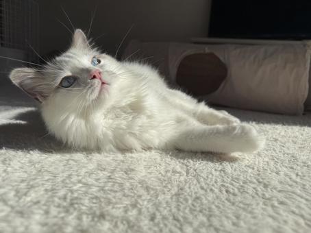 日差しを浴びるラグドールの子猫 猫,ペット,かわいいの写真素材