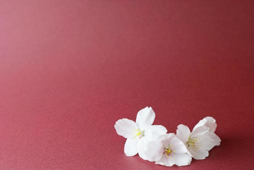Red background_cherry blossoms, JPG