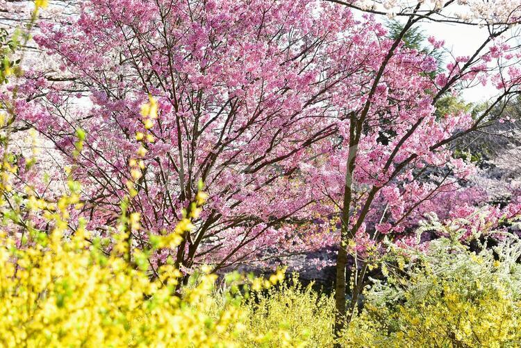 春の色　ピンクの桜の花 桜,満開,花の写真素材