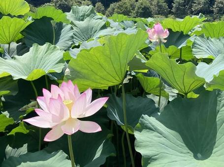 蓮01 蓮01 蓮,蓮華,ハスの花の写真素材
