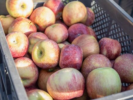 りんご りんご,りんご農家,りんご狩りの写真素材