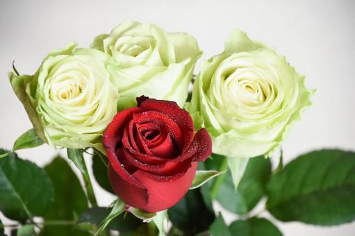 赤と緑のばら 赤と緑のばら ばら,薔薇,バラの写真素材