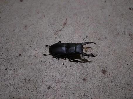 コクワガタのオス コクワガタのオスの写真