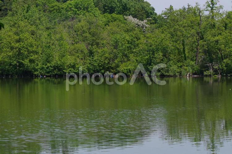 石神井公園内の池 石神井公園,池,風景の写真素材