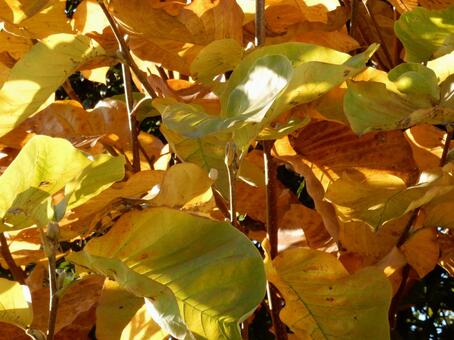 【風景写真】晩秋の風景 紅葉,葉っぱ,晩秋の写真素材