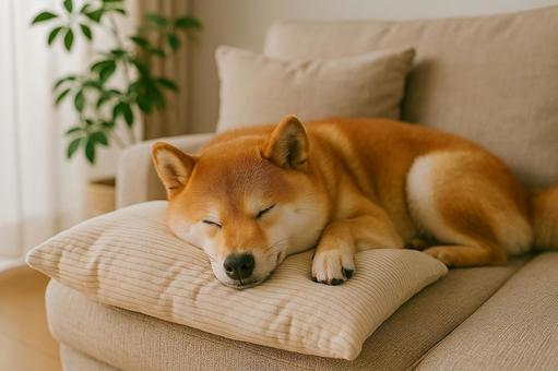 柴犬(お昼寝)の写真