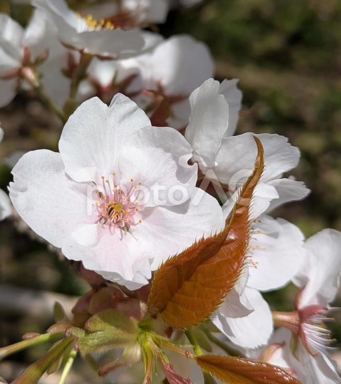 さくら　桜 cherryblossom,自然,サクラの写真素材
