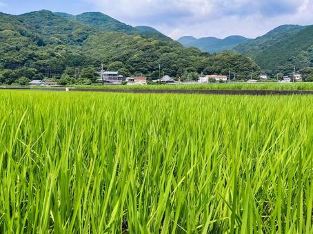静岡県伊豆市小土肥の田んぼの風景 水田,田圃,稲作の写真素材