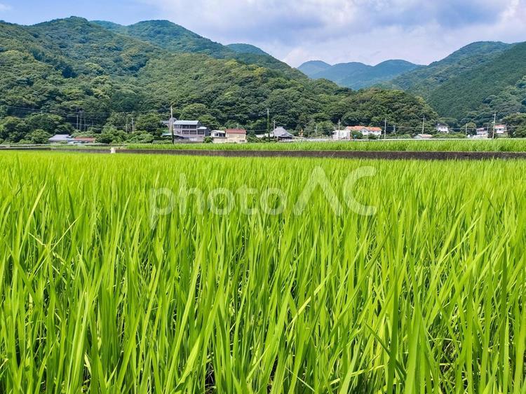 静岡県伊豆市小土肥の田んぼの風景 水田,田圃,稲作の写真素材